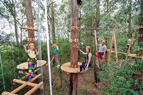 treetops gosford|Treetops Adventure